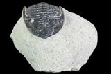 Bargain, Hollardops Trilobite - Visible Eye Facets #105980-1